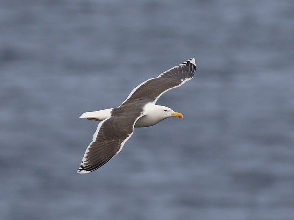 Merilokki, Great Black-backed Gull, Larus marinus